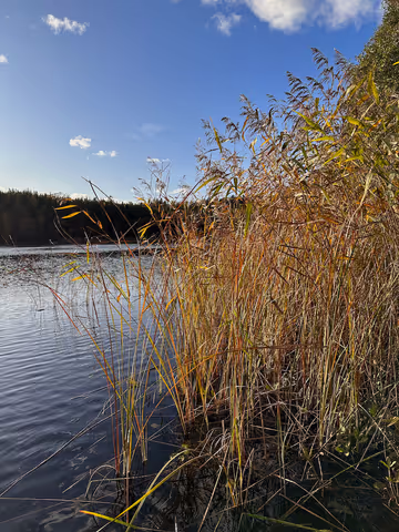 Guided Nature Hike Around Stockholm: Explore Local Wilderness Reserves