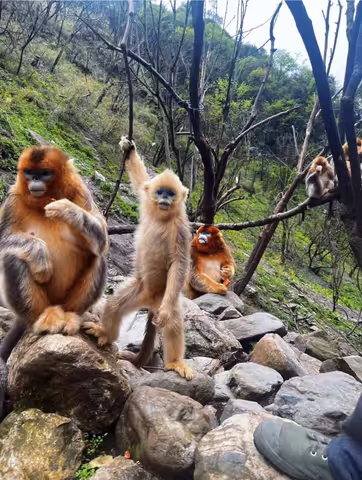 Get close to the agility of the golden snub-nosed monkey