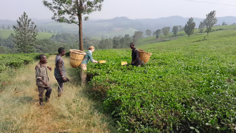 2 hours Tea Plantation/Estate tour