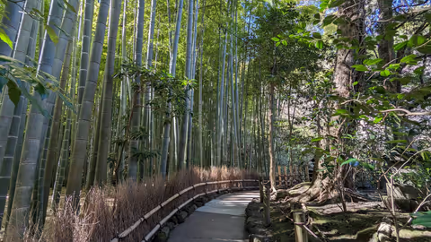Hiking and Bamboo Forests in Kamakura!! 4-Hour Tour With a Historian