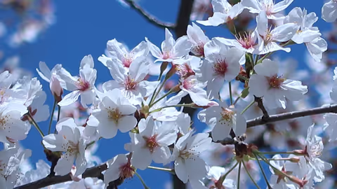Special tour of enjoying various cherry blossoms