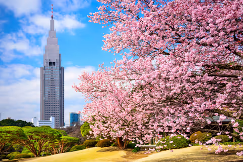 Tokyo Cherry Blossom Tour