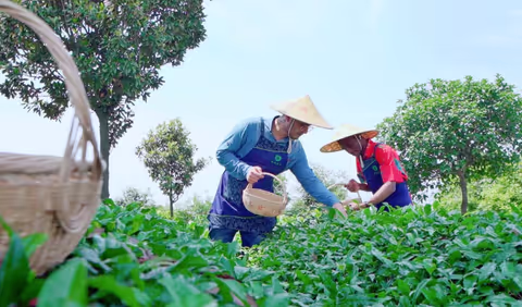 Tea Picking Experience at the Vast Tea Plantation and Visit to Jiaguan Ancient Town
