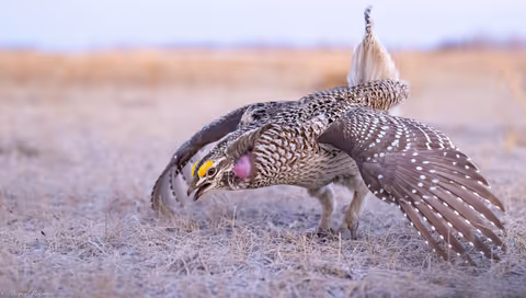 Dancing Grouse Photography Tour