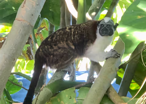 Chagres National Park Wildlife Ecotour (SUV - 1 to 7 pax)