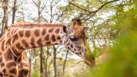 Experience the Heartbeat of Kenya in A Day