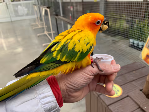 Kakegawa Kachoen Bird Park Tour with English Speaking Guide