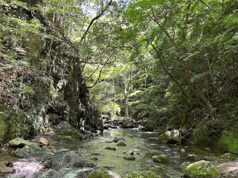 Private tour Osaka half day Forest bathing Minoo Park Osaka