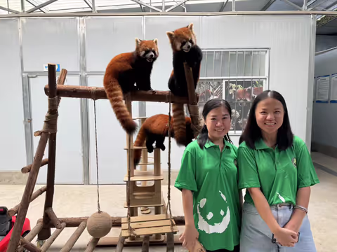 Encountering Giant Pandas: A Close-Up with Red Pandas