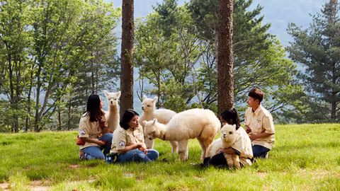 Nami Island · Alpaca World Private Tour_#7716H