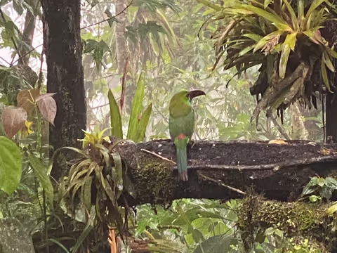 Gorgeous Mindo Cloud Forest Full Day Tour