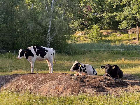 Wanderung im Naturschutzgebiet rund um Stockholm