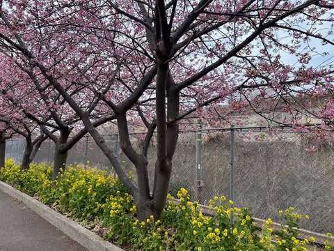 【Seasonal Tour】SAKURA Cherry blossom viewing (OHANAMI) in Winter!
