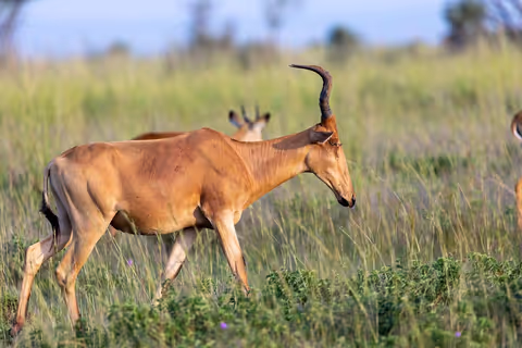 One Day Amboseli National Park