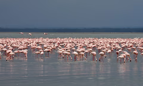 One Day Trip Lake Nakuru National Park