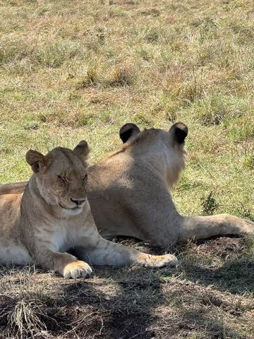 7 day Masai mara, lake nakuru, lake naivasha, amboseli