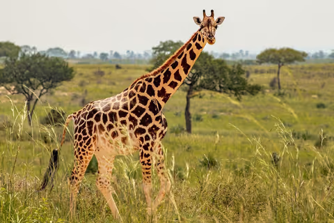 Masai Mara National Reserve 3 day tour