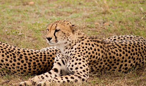 5 day trip to Naivasha and Masai mara