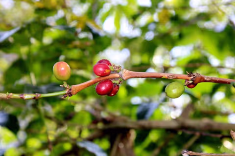 4 Days Coffee Tour
