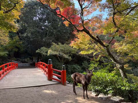 Full-Day in Miyajima