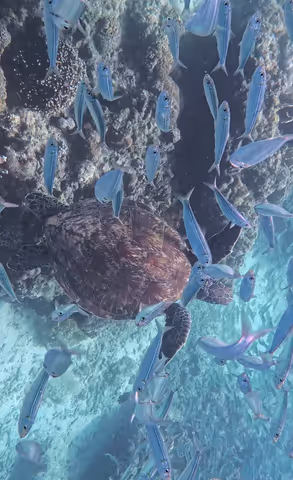 Cebu Sardines, Turtles & Kawasan Waterfalls Canyoneering