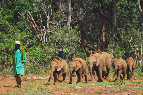 Nairobi National Park and David Shedrick baby elephant park