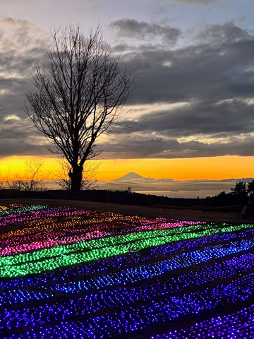 From Tokyo to Amazing Chiba "Mother Farm Illumination Lights” and "Sake Tasting" Afternoon Car Tour