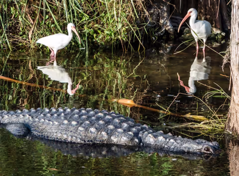Everglades National Park and Miami City Tour