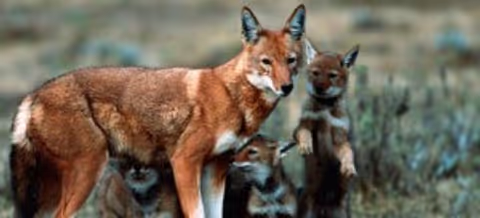 4 Days Bale Mountains trekking tour