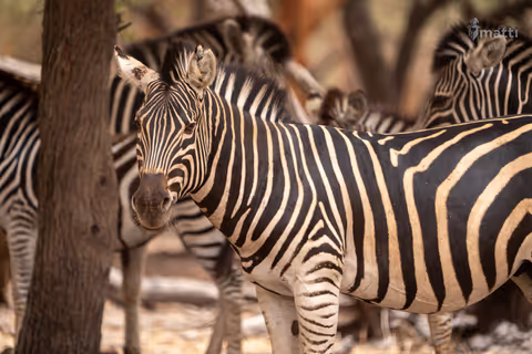 SafarSafari Game Drive In Bandia Wildlife Reserve