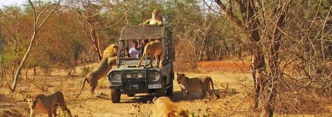 Safari With The Lions And Safari Game Drive In Bandia Wildlife Reserve