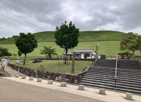 Nara, Stroll in Nara Park led by Friendly Deer