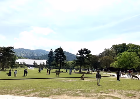 Nara, Stroll in Nara Park led by Friendly Deer
