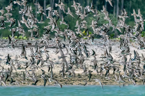 Bird Migration at Coral Cape to Mangrove forest  [Nov-Mar]