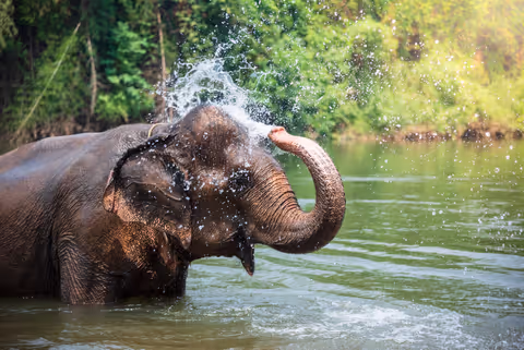 Elephant Sanctuary & Nature of Kanchanaburi