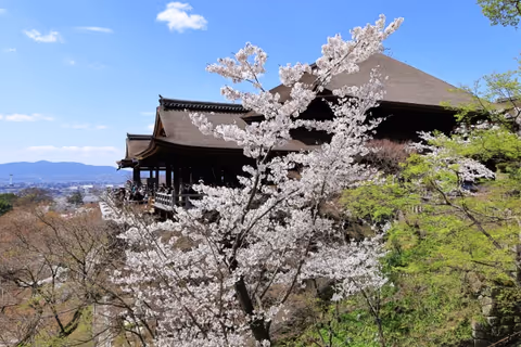 Cherry Blossom Walk: Kyoto’s Most Beautiful Spring Tour