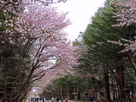 Sapporo Cherry Blossom Private Tour (Mid-April to Early May, Weekdays Only)
