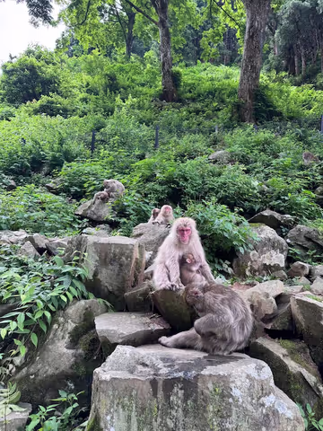 Highlights Nagano - Snow Monkeys, Zenkoji Temple and Sake-