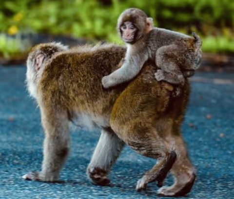 Highlights Nagano - Snow Monkeys, Zenkoji Temple and Sake-
