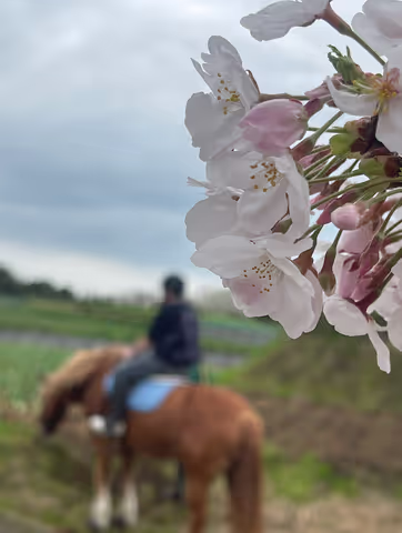 Kanagawa Miura Peninsula Local Tour, on a Horseback!