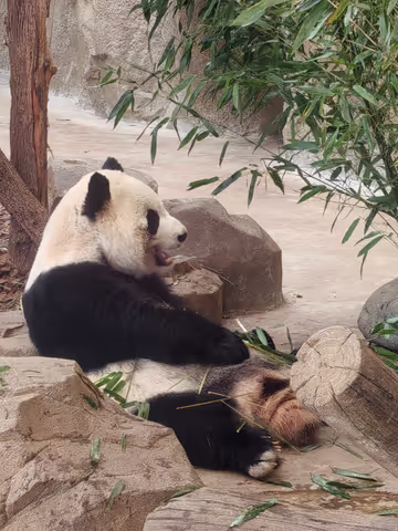 City Walk: Panda & Traditional Chinese tea Ceremony