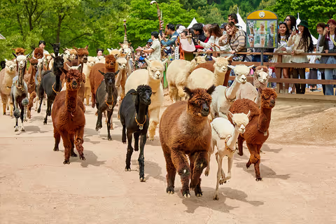 Seoul Day trip to Alpaca World Lego Land Private Sedan Taxi Tour -10 Hours