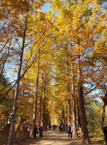Nami island and Garden of Morning calm
