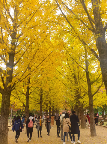 Nami island, Rail bike and Garden of Morning calm