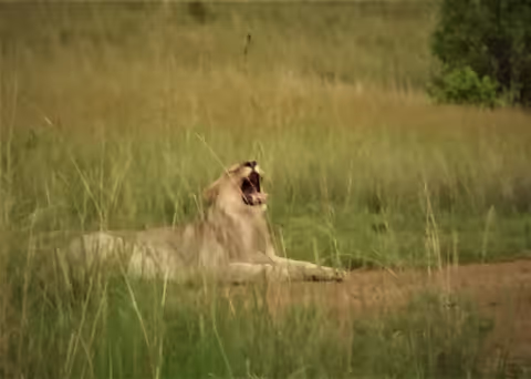 Pilanesberg Game Reserve Full Day Tour