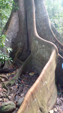 Carara  National Park Virtual Tour