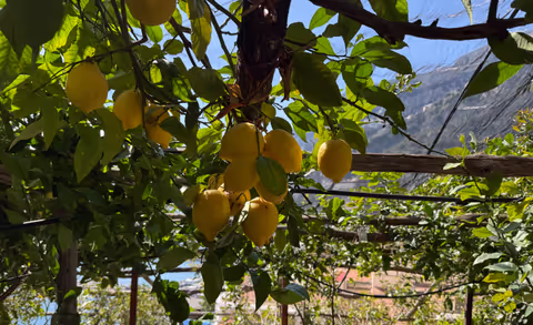 Amalfi Uncovered: City Wonders, Limoneto Delights & Paper Craft Secrets