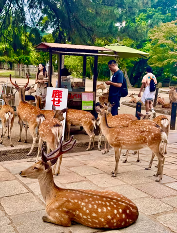 Nara Day Trip from Kyoto / Osaka : Giant Bhudda, Friendly Deer & Timeless Charm