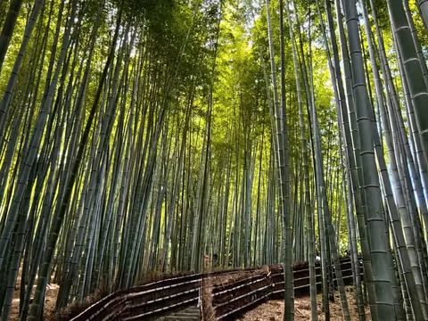 Arashiyama Tour with Scenic Boat Ride