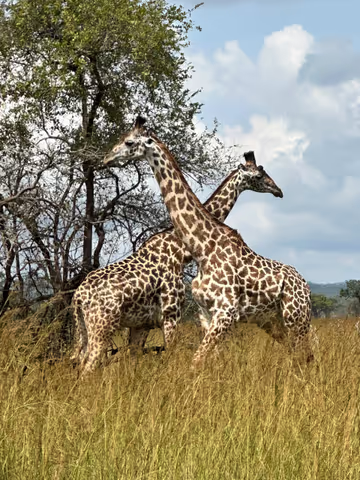 5 Days Tarangire, Lake Eyasi, Ngorongoro and Serengeti